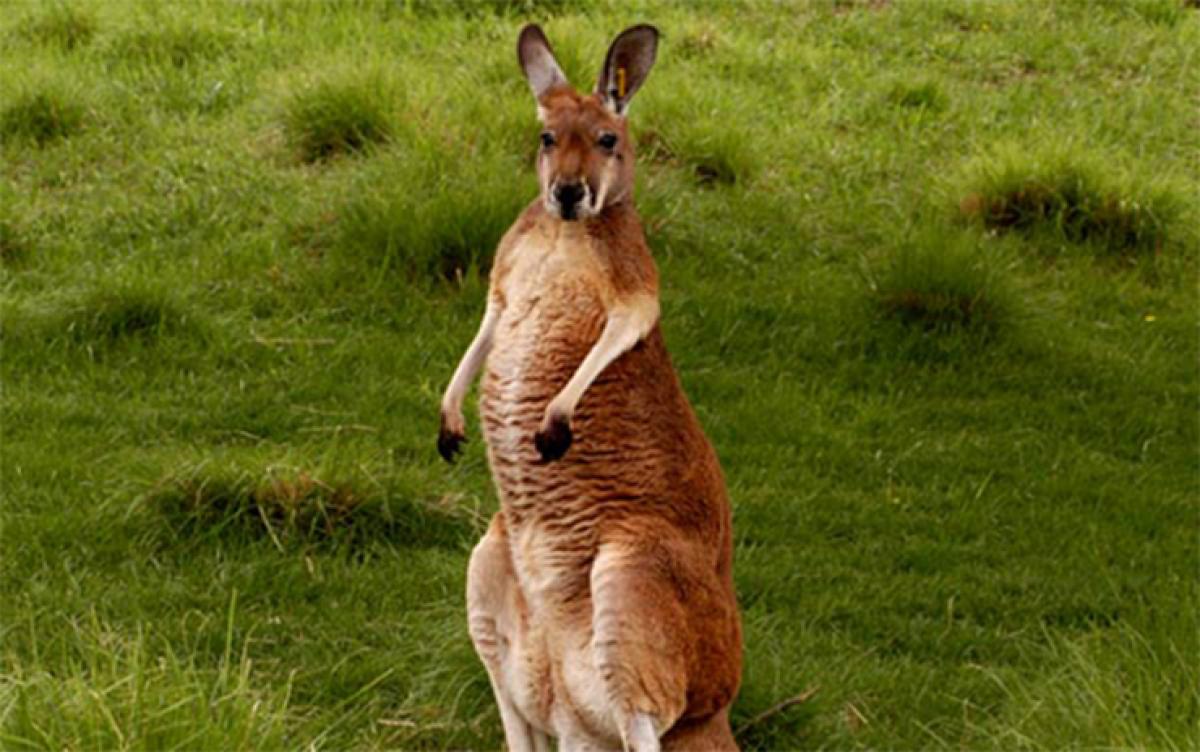 Rigid or flexible people can do wonders in Corporate – Learn from Emus and Kangaroos